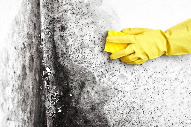 Mold Remediation for Rental Properties in Tome, NM